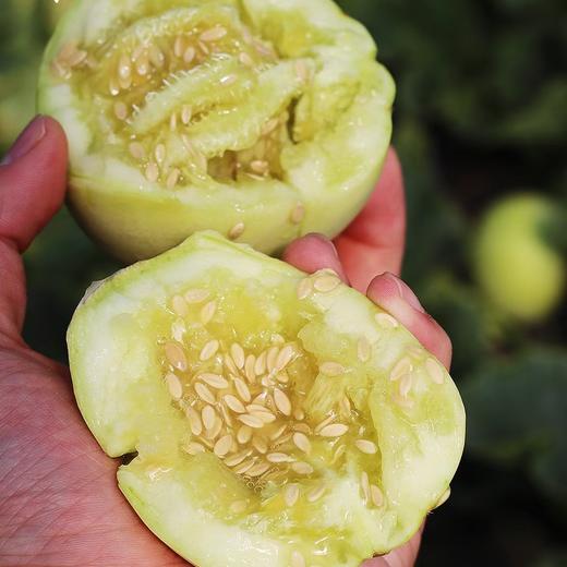 正宗马连庄小甜瓜    3/4斤 商品图1