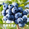预售蓝莓鲜果1000g 顺丰装 现摘现发 精选大果 8盒装有机蓝莓 顺丰包邮超级鲜 商品缩略图2