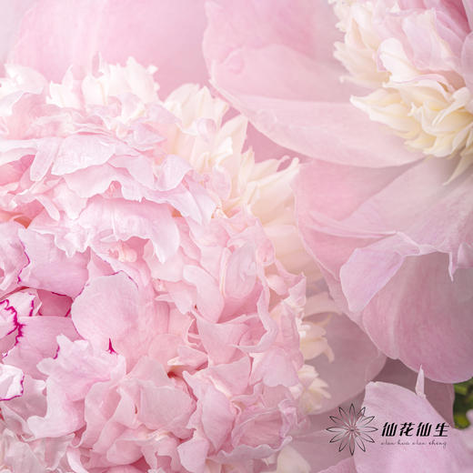 【山东仓现货】顺丰空运包邮芍药 | 天使脸颊（受天气影响，花瓣开开可能会有水点，此类情况不售后，介意慎拍） 商品图13