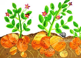 《土豆大丰收》【自动发货：下单后，点击手机短信中收到的链接，即可获取文件下载的链接；如有任何问题，可添加客服微信hm33268获得帮助】
