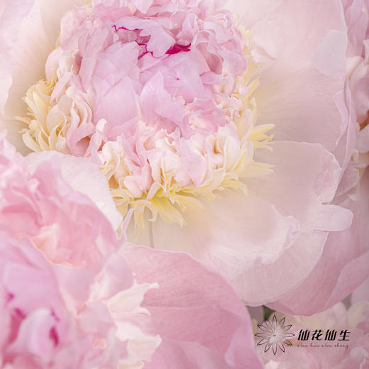 【山东仓现货】顺丰空运包邮芍药 | 天使脸颊（受天气影响，花瓣开开可能会有水点，此类情况不售后，介意慎拍） 商品图11