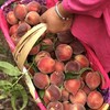 无膨大素无甜蜜素 攀枝花黑美人桃子  4.5～5斤 （可放软吃） 商品缩略图3