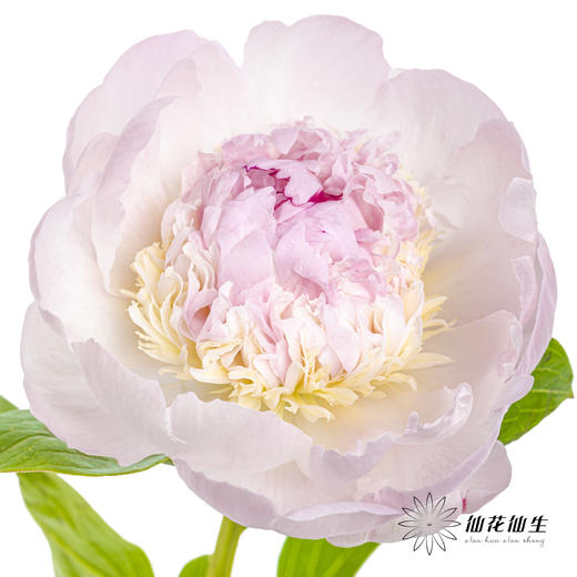 【山东仓现货】顺丰空运包邮芍药 | 天使脸颊（受天气影响，花瓣开开可能会有水点，此类情况不售后，介意慎拍） 商品图1