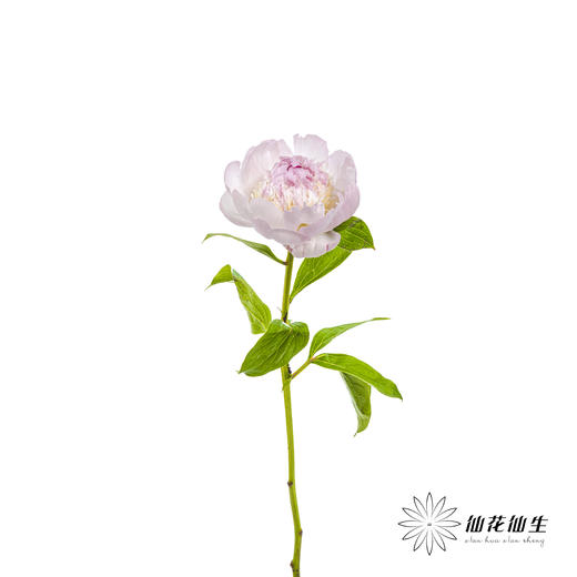 【山东仓现货】顺丰空运包邮芍药 | 天使脸颊（受天气影响，花瓣开开可能会有水点，此类情况不售后，介意慎拍） 商品图7