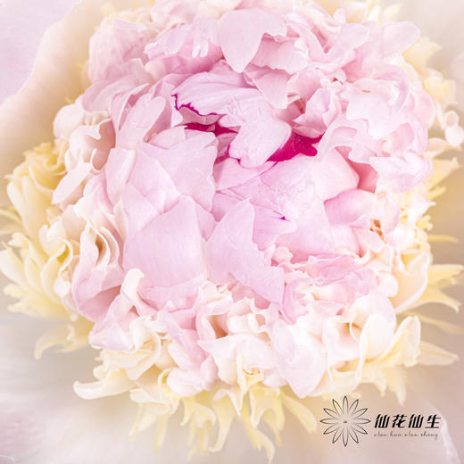 【山东仓现货】顺丰空运包邮芍药 | 天使脸颊（受天气影响，花瓣开开可能会有水点，此类情况不售后，介意慎拍） 商品图4