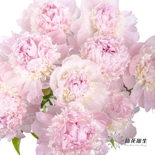 【山东仓现货】顺丰空运包邮芍药 | 天使脸颊（受天气影响，花瓣开开可能会有水点，此类情况不售后，介意慎拍） 商品图10