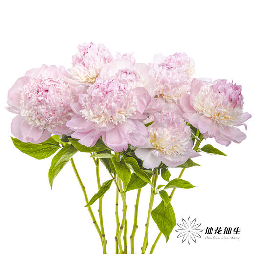 【山东仓现货】顺丰空运包邮芍药 | 天使脸颊（受天气影响，花瓣开开可能会有水点，此类情况不售后，介意慎拍） 商品图8