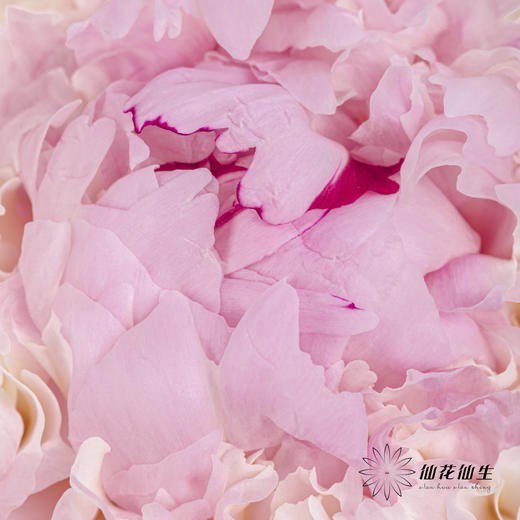 【山东仓现货】顺丰空运包邮芍药 | 天使脸颊（受天气影响，花瓣开开可能会有水点，此类情况不售后，介意慎拍） 商品图5