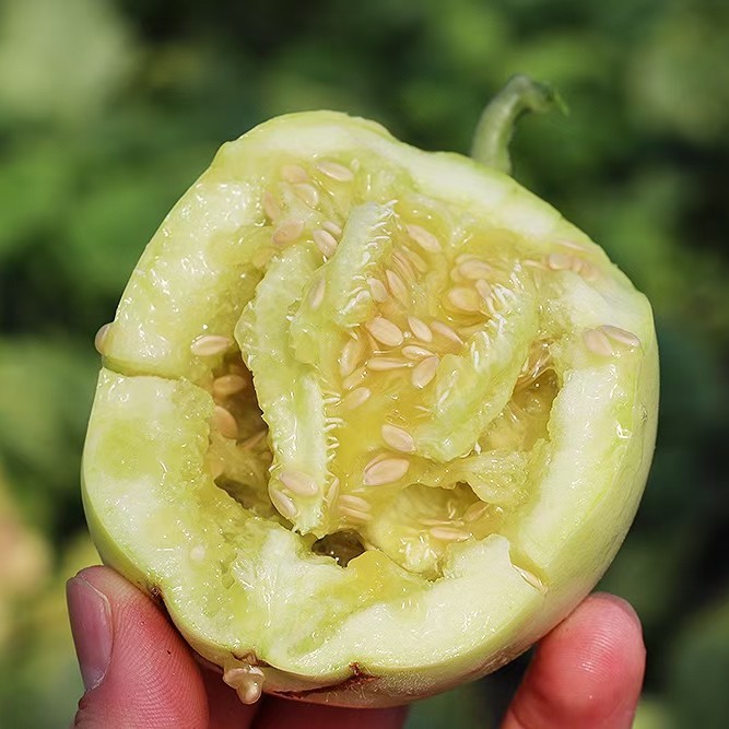 正宗马连庄小甜瓜    3/4斤