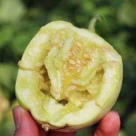 正宗马连庄小甜瓜    3/4斤