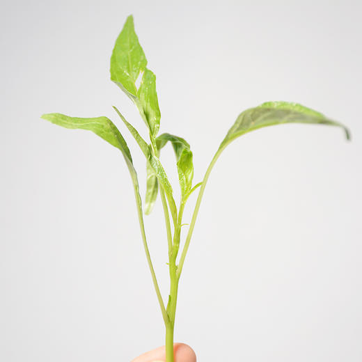 柳叶青苋菜农户胡明秀约400g份