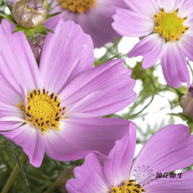配花 | 格桑花粉色