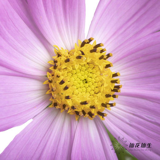 配花 | 格桑花粉色 商品图3