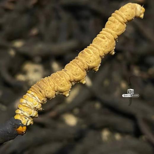 果洛鲜冬虫夏草 商品图0