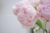 莎拉芍药（5月29日下午取花） 仙女本仙的莎拉芍药 美的不可言语 一束5支原价75元，团购价35元 商品缩略图4