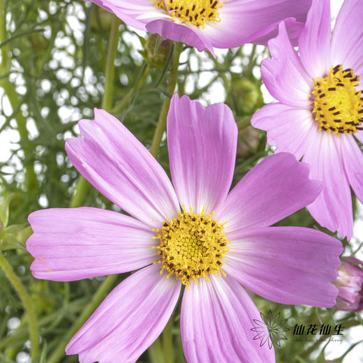 配花 | 格桑花粉色 商品图1