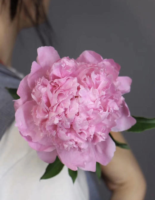 兰富士芍药(5月27日下午取花） 五月花神，重瓣大芍药 看富士，重瓣芍药的美颜来袭，飘飘欲仙一束5枝原价90元，团购价26元/束！ 商品图6
