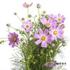 配花 | 格桑花粉色 商品缩略图6