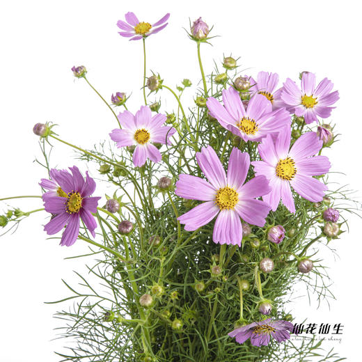 配花 | 格桑花粉色 商品图6