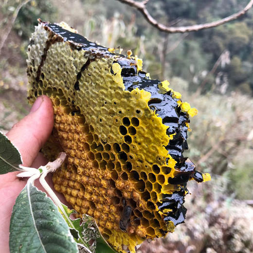 粉丝验过货的悬崖魁宝岩蜜/黑蜜 来自云南哀牢山 商品图4