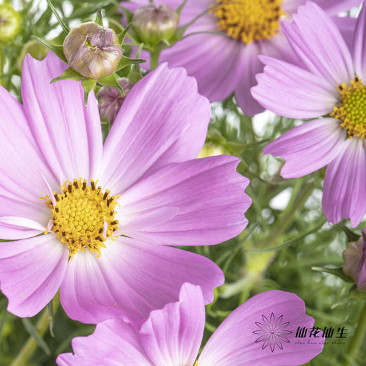 配花 | 格桑花粉色 商品图7