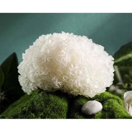 古田银耳（六朵）（地标产品） 商品图2