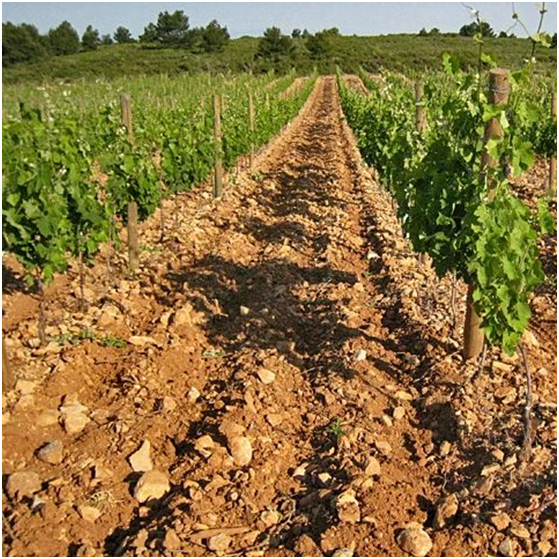 第120期丨【进阶款】朗格多克遗珠克拉普特级产区1324干红葡萄酒