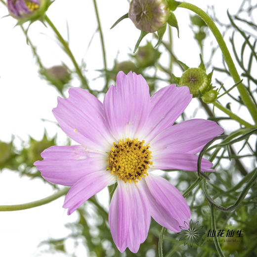 配花 | 格桑花粉色 商品图8