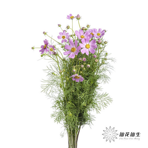 配花 | 格桑花粉色 商品图5