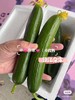 周二取货：【水果黄瓜】一箱毛重2斤左右，清脆爽口，瓜味浓郁，新鲜美味！ 商品缩略图1