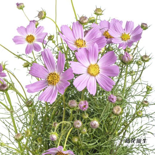 配花 | 格桑花粉色 商品图4