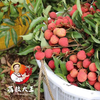 时令水果 白糖罂荔枝 每箱5斤装起 包邮 商品缩略图4