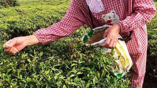 2023慢城老树新茶 商品图3