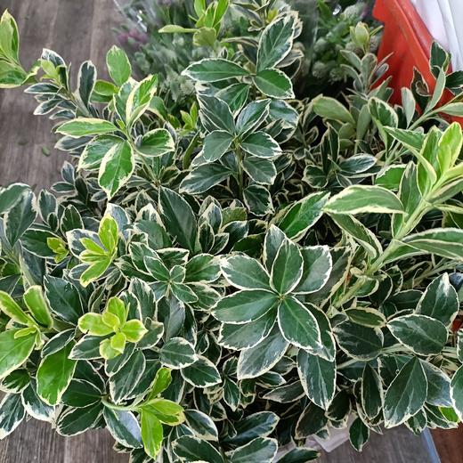 黄杨叶，3-5支/扎 商品图1