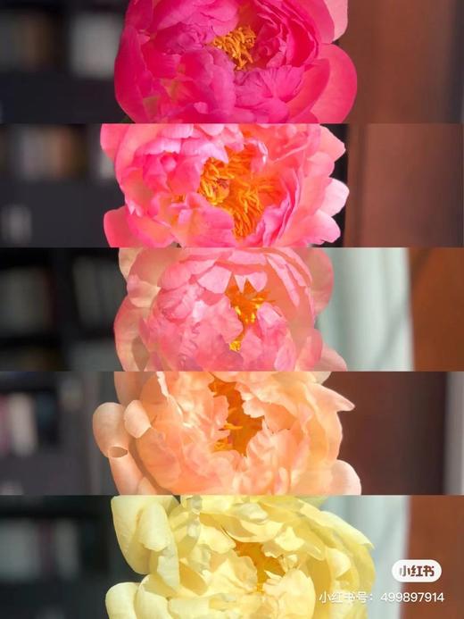 国产芍药-【夏威夷珊瑚】 商品图1