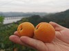 新鲜黄杏5斤装 商品缩略图4
