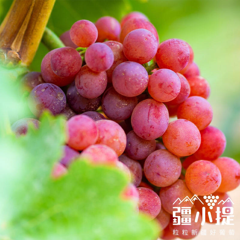 【暑期大放送】【排单发货】疆小提火焰无核玻璃翠葡萄