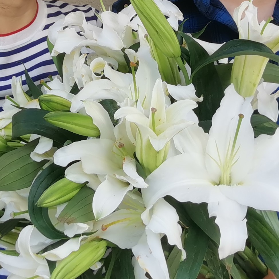 【6月毕业季】提前一天预订 百合大花束