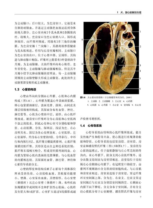 小动物心脏病学 商品图5