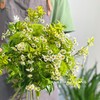 【麻园诗人】绿毛球8 洋甘菊5 青叶梅3 金边黄杨3 （王嘻嘻设计） 商品缩略图3