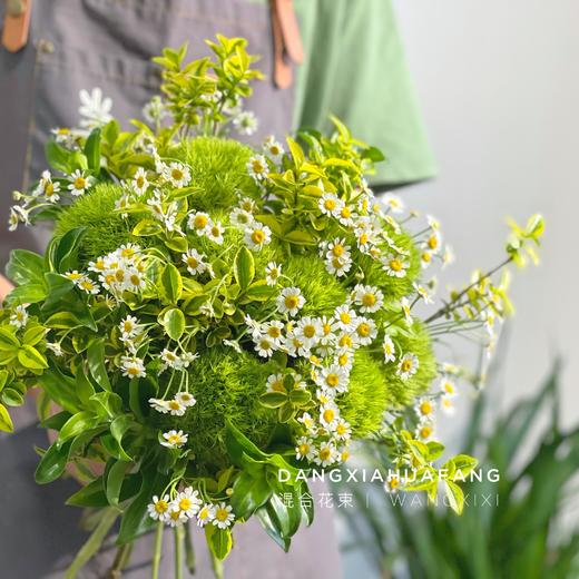 【麻园诗人】绿毛球8 洋甘菊5 青叶梅3 金边黄杨3 （王嘻嘻设计） 商品图3