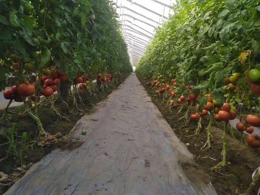 高温闷棚详解 商品图0