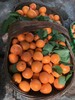 新鲜黄杏5斤装 商品缩略图3