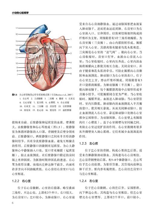 小动物心脏病学 商品图4