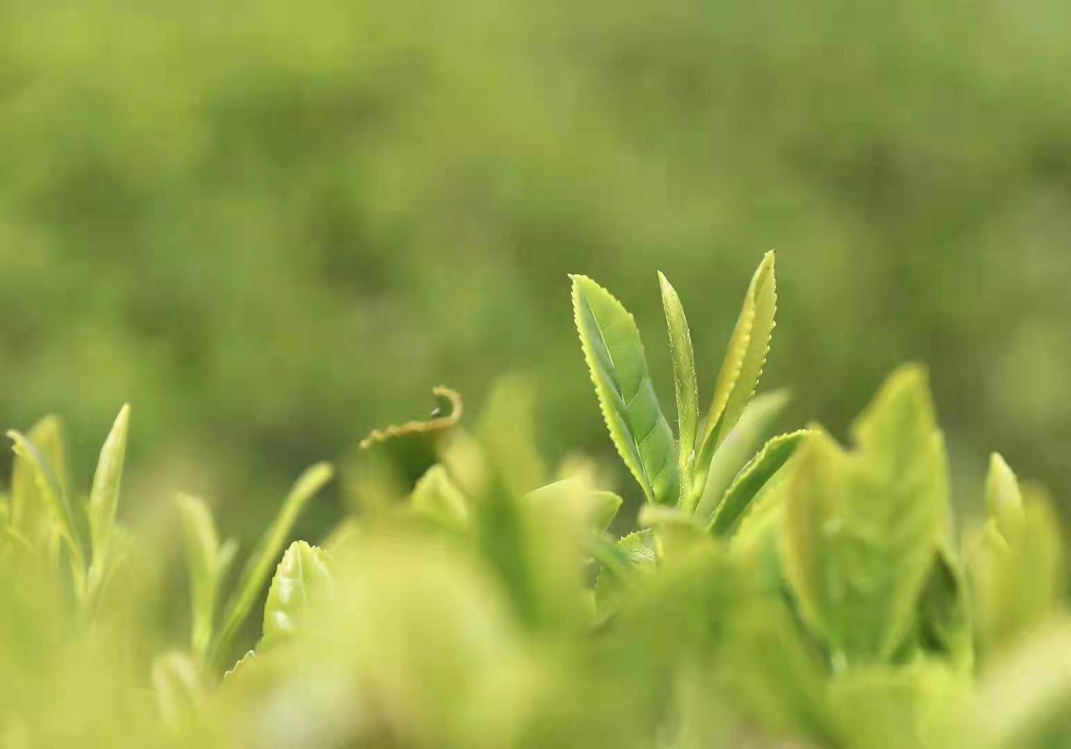 2023慢城老树新茶