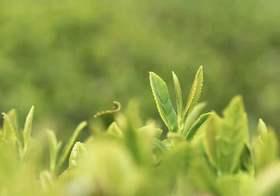 2023慢城老树新茶