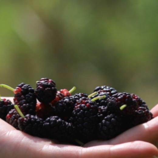 【野桑椹酒】6瓶/箱 买三送一 商品图2