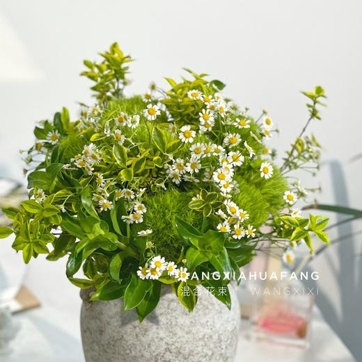 【麻园诗人】绿毛球8 洋甘菊5 青叶梅3 金边黄杨3 （王嘻嘻设计） 商品图1