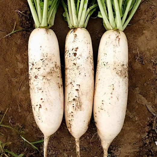 【基地直发】有机白萝卜4斤/6斤/10斤装欧盟认证新鲜现发包邮 商品图6