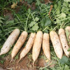 【基地直发】有机白萝卜4斤/6斤/10斤装欧盟认证新鲜现发包邮 商品缩略图3